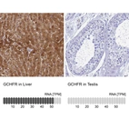 Anti-GCHFR Antibody