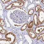 Immunohistochemical staining of human kidney shows moderate cytoplasmic positivity in cells in proximal tubules.
