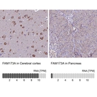 Anti-FAM173A Antibody