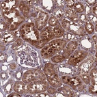 Anti-C8G Antibody