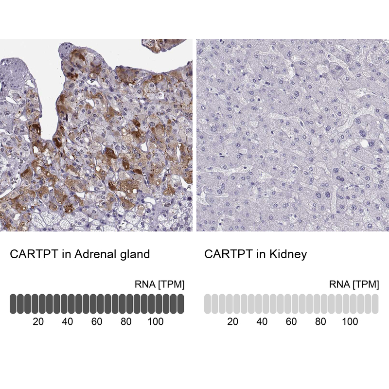 Anti-CARTPT Antibody