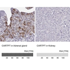 Anti-CARTPT Antibody