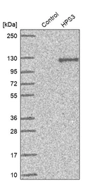 Western blot analysis in control (vector only transfected HEK293T lysate) and HPS3 over-expression lysate (Co-expressed with a C-terminal myc-DDK tag (~3.1 kDa) in mammalian HEK293T cells, LY403159).