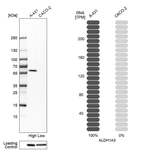 Western blot analysis in human cell lines A-431 and Caco-2 using Anti-ALDH1A3 antibody. Corresponding ALDH1A3 RNA-seq data are presented for the same cell lines. Loading control: Anti-HDAC1.