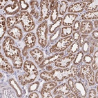 Anti-ELAVL1 Antibody