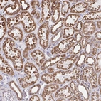 Anti-ELAVL1 Antibody