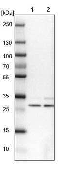 Lane 1: NIH-3T3 cell lysate (Mouse embryonic fibroblast cells)_br/_Lane 2: NBT-II cell lysate (Rat Wistar bladder tumour cells)