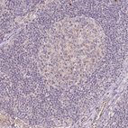 Immunohistochemical staining of human lymph node shows no positivity in non-germinal center cells as expected.