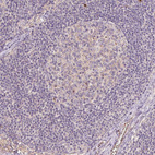 Anti-PGLYRP2 Antibody