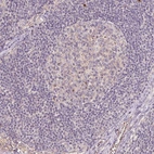 Immunohistochemical staining of human lymph node shows no positivity in non-germinal center cells as expected.