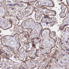 Anti-PSG11 Antibody