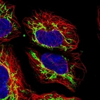 Immunofluorescent staining of human cell line HEK 293 shows positivity in mitochondria.