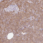 Immunohistochemical staining of human pancreas shows high expression.