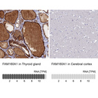 Anti-FAM160A1 Antibody