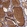 Anti-FAM160A1 Antibody