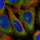 Immunofluorescent staining of human cell line U-2 OS shows localization to cytosol & centrosome.
