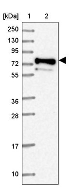 Anti-PRRT4 Antibody