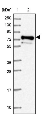 Lane 1: Marker [kDa] 250, 130, 95, 72, 55, 36, 28, 17, 10_br/_Lane 2: Human cell line RT-4