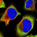 Immunofluorescent staining of human cell line U-2 OS shows localization to nucleoli, cytosol & endoplasmic reticulum.