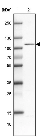 Lane 1: Marker [kDa] 250, 130, 100, 70, 55, 35, 25, 15, 10_br/_Lane 2: Human cell line NTERA-2