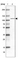 Anti-WBP11 Antibody