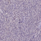 Immunohistochemical staining of human pancreas shows no positivity in exocrine glandular cells as expected.