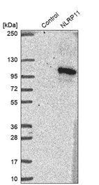 Western blot analysis in control (vector only transfected HEK293T lysate) and NLRP11 over-expression lysate (Co-expressed with a C-terminal myc-DDK tag (~3.1 kDa) in mammalian HEK293T cells, LY408144).