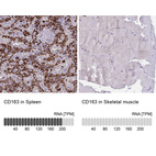 Anti-CD163 Antibody