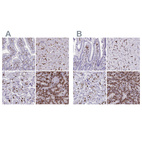 Immunohistochemical staining of human gastrointestinal, liver, placenta and spleen using Anti-CD163 antibody HPA046404 (A) shows similar protein distribution across tissues to independent antibody HPA051974 (B).