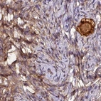 Immunohistochemical staining of human ovary using Anti-ST13 antibody HPA046412.