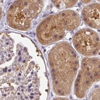 Immunohistochemical staining of human kidney using Anti-ST13 antibody HPA046412.