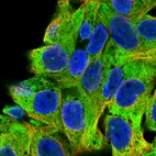 Immunofluorescent staining of human cell line Hep G2 shows localization to cytosol.