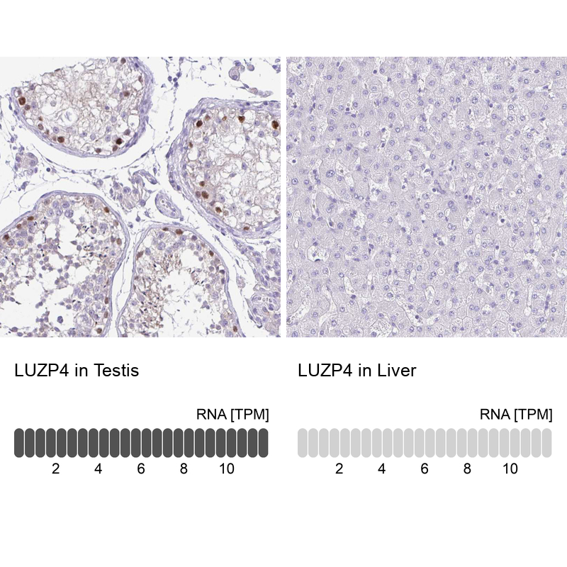 Anti-LUZP4 Antibody