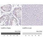 Anti-LUZP4 Antibody