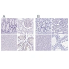 Immunohistochemical staining of human colon, kidney, liver and testis using Anti-LUZP4 antibody HPA046436 (A) shows similar protein distribution across tissues to independent antibody HPA051999 (B).