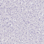 Anti-LUZP4 Antibody