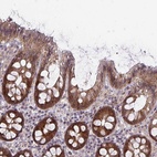 Anti-CASP9 Antibody