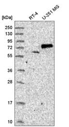 Anti-SENP1 Antibody