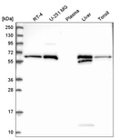 Anti-RETSAT Antibody