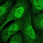 Immunofluorescent staining of human cell line U-2 OS shows localization to nucleoplasm & cytosol.