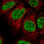 Immunofluorescent staining of human cell line HEK 293 shows localization to nuclear speckles.