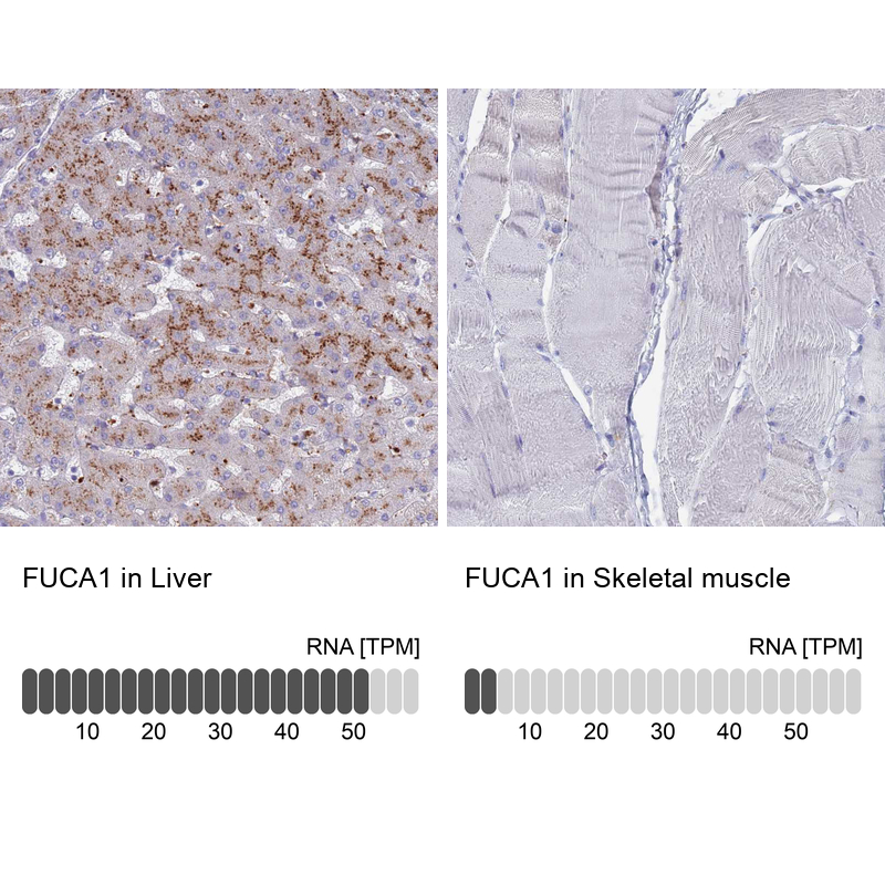 Anti-FUCA1 Antibody