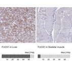 Anti-FUCA1 Antibody