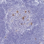 Immunohistochemical staining of human lymph node shows strong granular cytoplasmic positivity in germinal center cells.