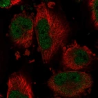 Immunofluorescent staining of human cell line U-251 MG shows localization to nucleoplasm.