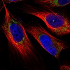 Immunofluorescent staining of human cell line U-251 MG shows localization to mitochondria.
