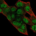 Anti-PRIM2 Antibody