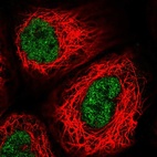 Anti-USF2 Antibody