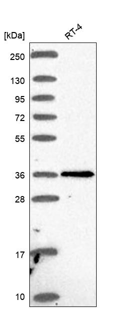 Anti-PTGDR Antibody