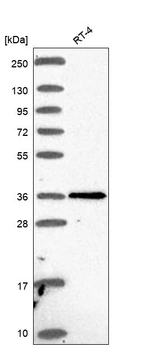 Anti-PTGDR Antibody